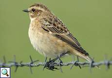 Weibliches Braunkehlchen (Whinchat, Saxicola rubetra)