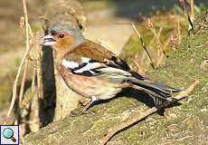 Männlicher Buchfink (Chaffinch, Fringilla coelebs)