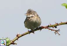 Dorngrasmücke (Whitethroat, Sylvia communis)