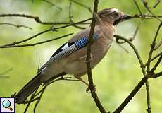 Eichelhäher (Eurasian Jay, Garrulus glandarius)