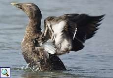 Weibliche Eiderente (Common Eider, Somateria mollissima)