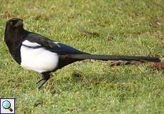 Elster (Eurasian Magpie, Pica pica)