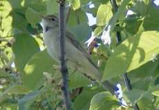 Fitis (Willow Warbler, Phylloscopus trochilus)