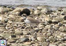 Flussregenpfeifer (Litte Ringed Plover, Charadrius dubius)