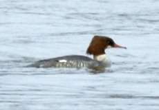 Weiblicher Gänsesäger (Common Merganser, Mergus merganser)