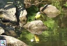 Männliche Gebirgsstelze (Grey Wagtail, Motacilla cinerea)