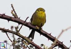 Goldammer (Yellowhammer, Emberiza citrinella)