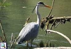 Graureiher (Grey Heron, Ardea cinerea cinerea)