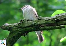 Grauschnäpper (Spotted Flycatcher, Muscicapa striata)