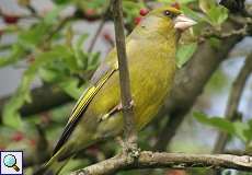 Grünfink (Western Greenfinch, Chloris chloris)