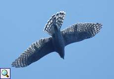 Habicht (Northern Goshawk, Accipiter gentilis)