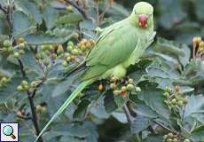 Weiblicher Halsbandsittich (Rose-ringed Parakeet, Alexandrinus manillensis oder Alexandrinus krameri)