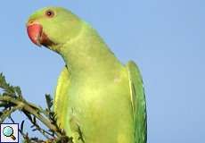 Weiblicher Halsbandsittich (Rose-ringed Parakeet, Alexandrinus manillensis oder Alexandrinus krameri)