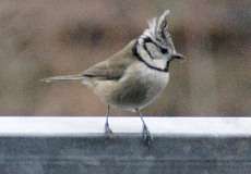 Haubenmeise (Crested Tit, Lophophanes cristatus, früher Parus cristatus)