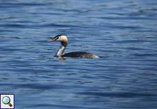 Haubentaucher (Great Crested Grebe, Podiceps cristatus)