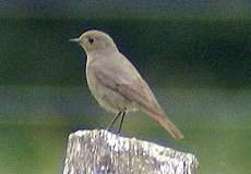 Weiblicher Hausrotschwanz (Black Redstart, Phoenicurus ochruros)