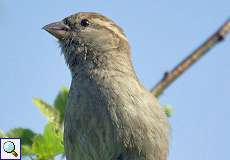 Weiblicher Haussperling (House Sparrow, Passer domesticus)