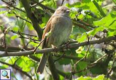 Heckenbraunelle (Dunnock, Prunella modularis)