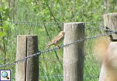 Heidelerche (Wood Lark, Lullula arborea)