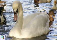 Höckerschwan (Mute Swan, Cygnus olor)