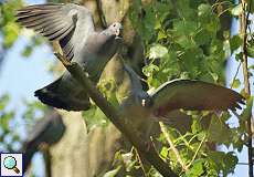 Hohltaube (Stock Pigeon, Columba oenas)