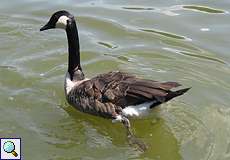 Kanadagans (Canada Goose, Branta canadensis)