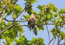 Kernbeißer (Hawfinch, Coccothraustes coccothraustes)