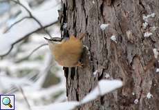 Kleiber (Eurasian Nuthatch, Sitta europaea)