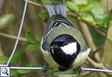 Kohlmeise (Great Tit, Parus major)