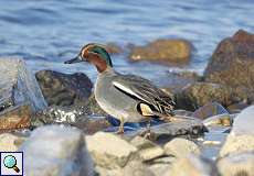 Männliche Krickente (Green-winged Teal, Anas crecca)