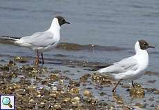 Lachmöwe (Common Black-headed Gull, Chroicocephalus ridibundus)