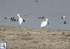 Löffler (Eurasian Spoonbill, Platalea leucorodia leucorodia)