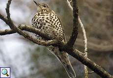 Misteldrossel (Mistle Thrush, Turdus viscivorus)