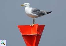 Mittelmeermöwe (Yellow-legged Gull, Larus michahellis)