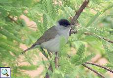 Männliche Mönchsgrasmücke (Blackcap, Sylvia atricapilla atricapilla)