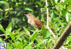 Nachtigall (Nightingale, Luscinia megarhynchos)