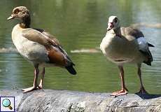 Nilgans (Egyptian Goose, Alopochen aegyptiaca)