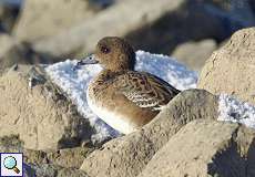 Männliche Pfeifente im Ruhekleid (Eurasian Wigeon, Mareca penelope)