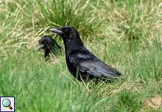 Rabenkrähe (Carrion Crow, Corvus corone)