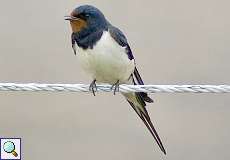 Rauchschwalbe (Barn Swallow, Hirundo rustica rustica)