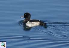 Männliche Reiherente (Tufted Duck, Aythya fuligula)