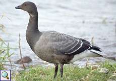 Ringelgans im ersten Winter (Brant Goose, Branta bernicla)