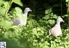 Ringeltaube (Wood Pigeon, Columba palumbus)