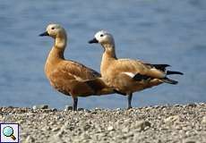 Rostgans (Ruddy Shelduck, Tadorna ferruginea)