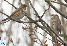 Rotdrossel (Redwing, Turdus iliacus)