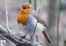 Rotkehlchen (European Robin, Erithacus rubecula)