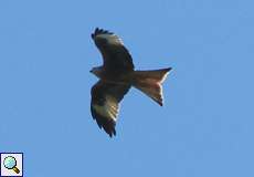 Rotmilan (Red Kite, Milvus milvus)