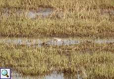 Rotschenkel (Common Redshank, Tringa totanus)