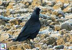 Saatkrähe (Rook, Corvus frugilegus)