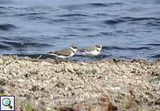 Sandregenpfeifer (Ringed Plover, Charadrius hiaticula)